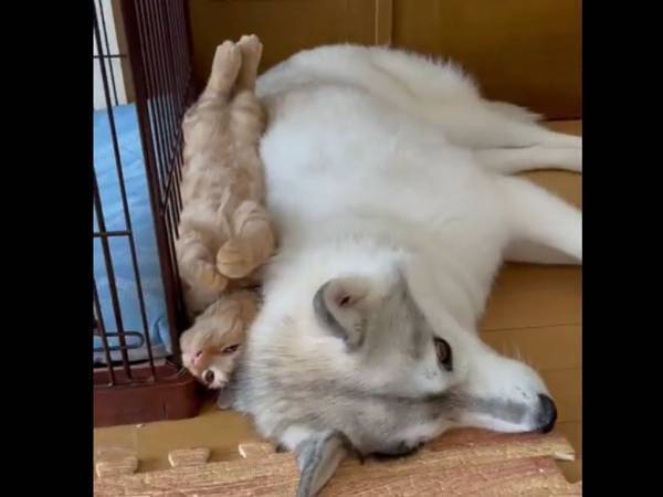 「見事に猫がハマってる…」仲よしすぎるハスキーと猫に６万『いいね』！