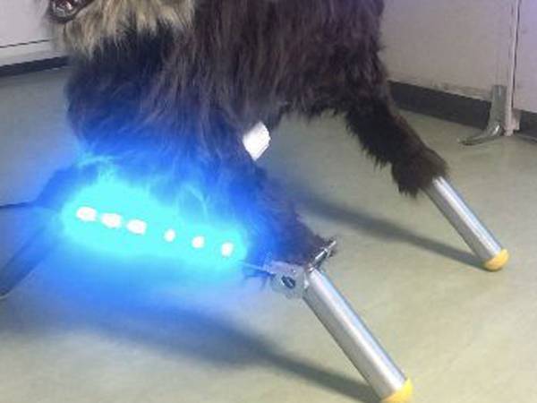 １８５万円のふるさと納税返礼品　見た目に「夜見たらビビる」「ネタかと思ったら…」