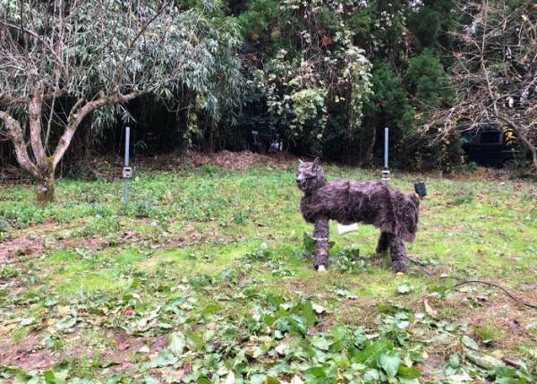 １８５万円のふるさと納税返礼品　見た目に「夜見たらビビる」「ネタかと思ったら…」