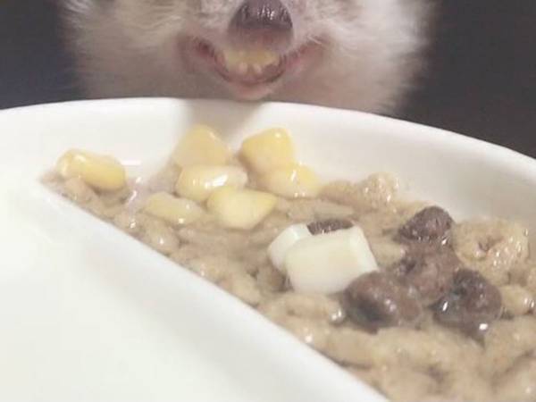 ハリネズミの写真に１５万人が爆笑　食事中の、衝撃の１枚
