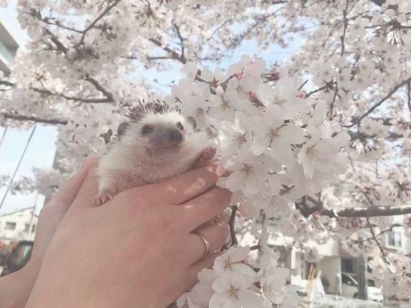 ハリネズミの写真に１５万人が爆笑　食事中の、衝撃の１枚