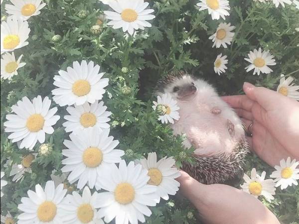 ハリネズミの写真に１５万人が爆笑　食事中の、衝撃の１枚