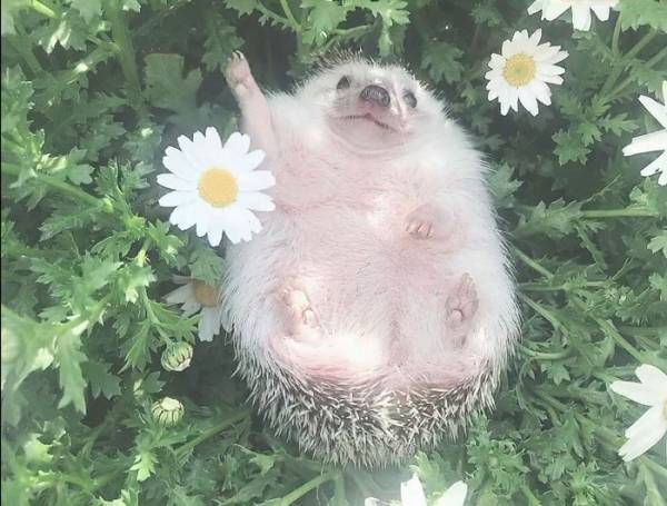 ハリネズミの写真に１５万人が爆笑　食事中の、衝撃の１枚