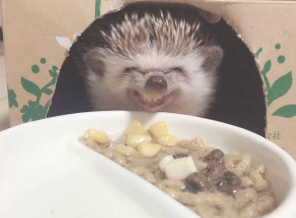 ハリネズミの写真に１５万人が爆笑　食事中の、衝撃の１枚