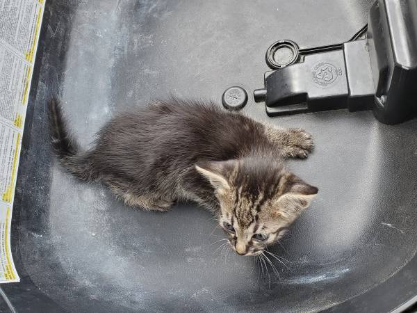 「おい、誰やねん」　心ない人が『バイクの荷物入れ』に入れたモノに怒り心頭