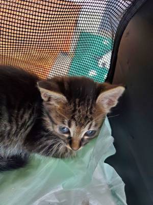 「おい、誰やねん」　心ない人が『バイクの荷物入れ』に入れたモノに怒り心頭