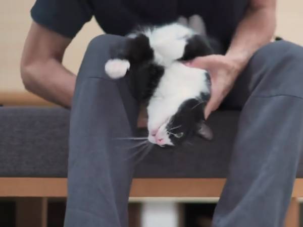 飼い主に爪を切られる猫　『抗議の声』にジワる人が続出