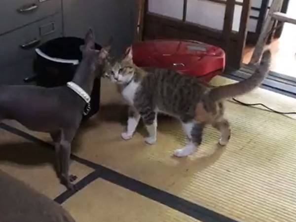 初めて会った犬と猫　見つめあって数秒後？