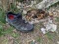 捨てられた靴の中で、生きていた子犬　８か月後…　「なんて美しい犬」