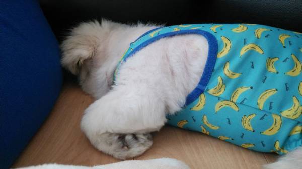 愛犬に起きた『珍事』に「声を出して笑った」　顔の半分に注目