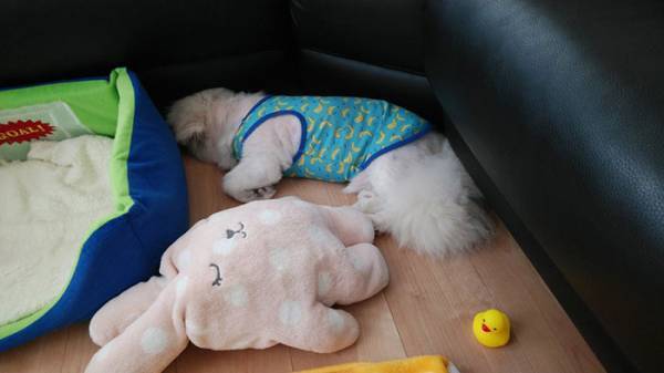 愛犬に起きた『珍事』に「声を出して笑った」　顔の半分に注目