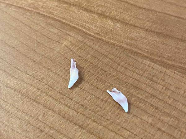 子猫が『落としたもの』が大反響　「初めて見た」「レアすぎる」