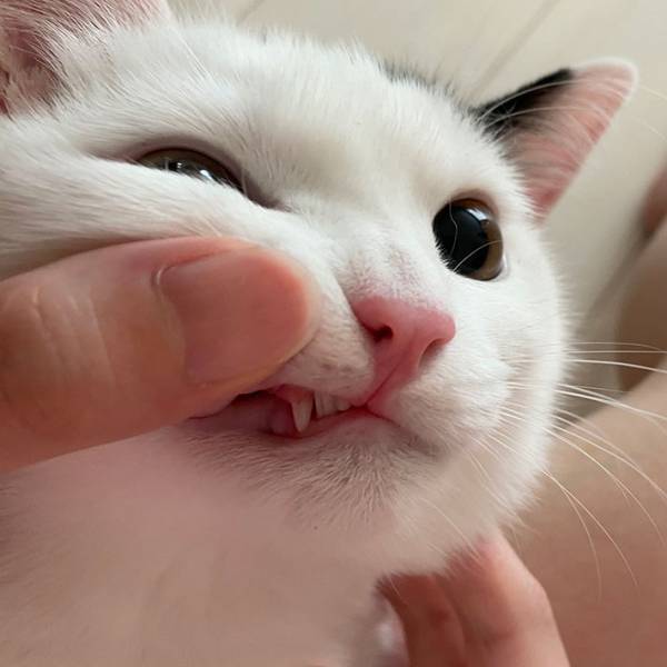 子猫が『落としたもの』が大反響　「初めて見た」「レアすぎる」