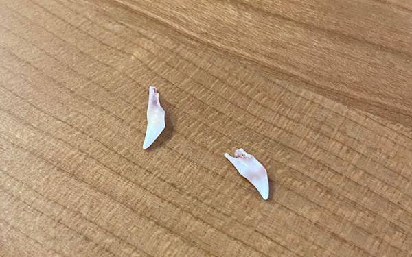 子猫が『落としたもの』が大反響　「初めて見た」「レアすぎる」