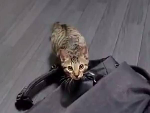 「きみ、猫だから許されるんだよ…」　飼い主がボヤいた、子猫の行動とは