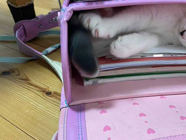 小４の娘さんが好きすぎて…　子猫の『最終手段』に１４万人がいいね！