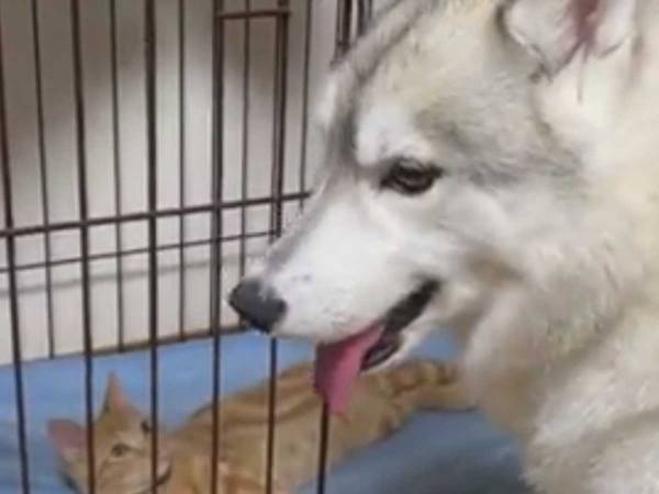 「この子、自分のハウスじゃないのに…」　猫に奪われたシベリアンハスキーは？