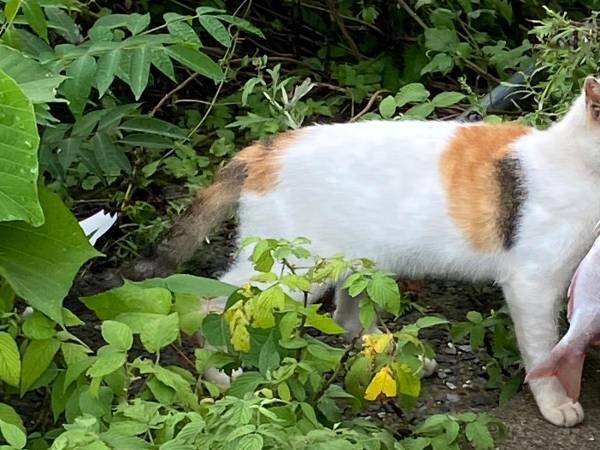 「本物だ！」「現実にいたのか」　猫の姿に『あるもの』を連想する人が続出