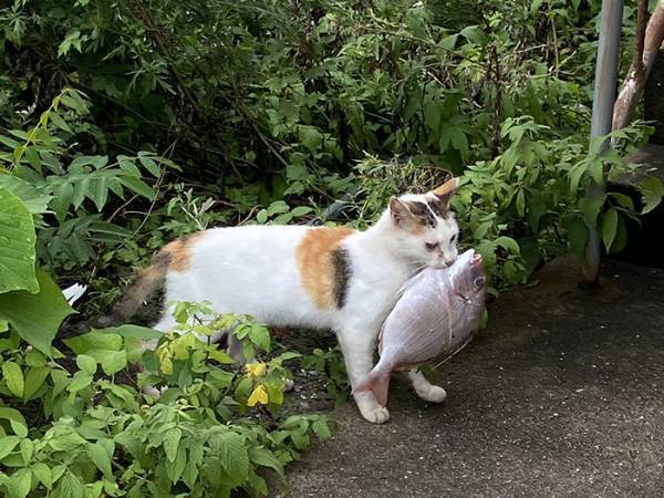 「本物だ！」「現実にいたのか」　猫の姿に『あるもの』を連想する人が続出