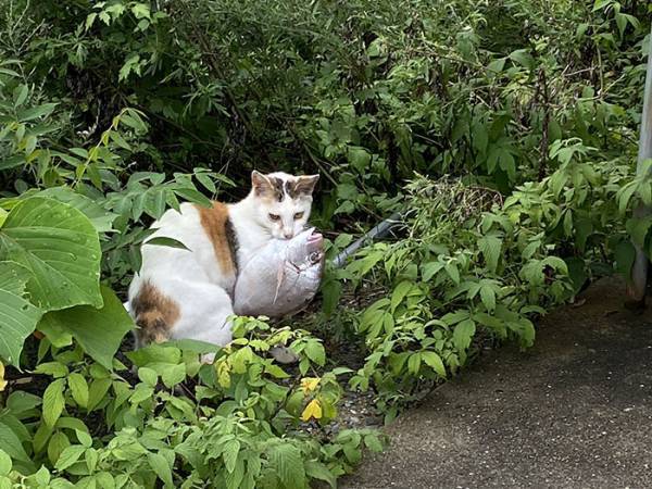 「本物だ！」「現実にいたのか」　猫の姿に『あるもの』を連想する人が続出