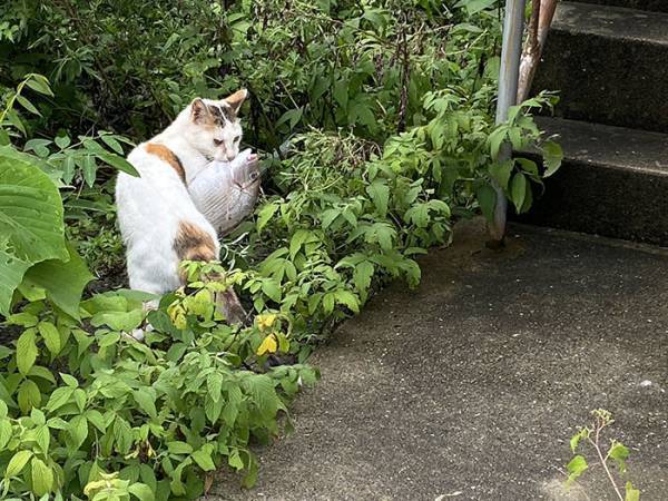 「本物だ！」「現実にいたのか」　猫の姿に『あるもの』を連想する人が続出