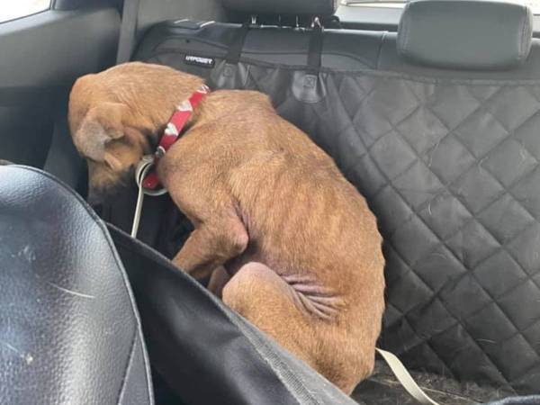 人と目を合わせられなかった保護犬　初めて愛される喜びを知ると…？