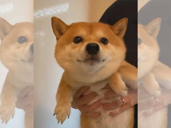 ２匹の違いにクスッ！柴犬のお風呂シーンに悶絶する人が続出