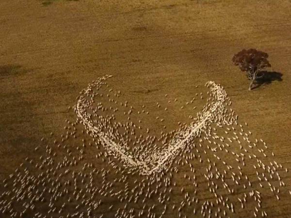 大地に放たれた数千匹のヒツジ　そして１分後…「美しい」「涙があふれた」