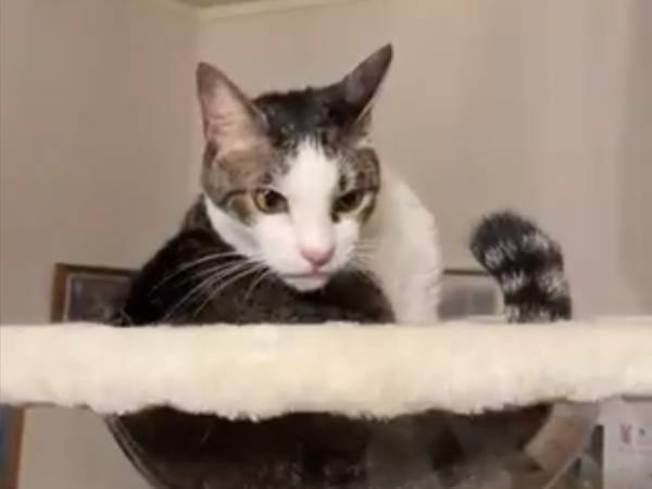 毛づくろいをしていた猫が？　その後の予想外の動きに「唐突すぎる」「腹よじれた」