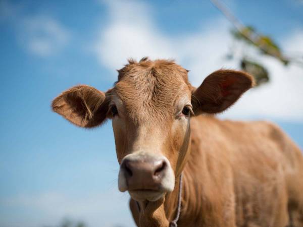 ウシに「ビーチはどっちですか」と尋ねたら？　リアクションに爆笑！