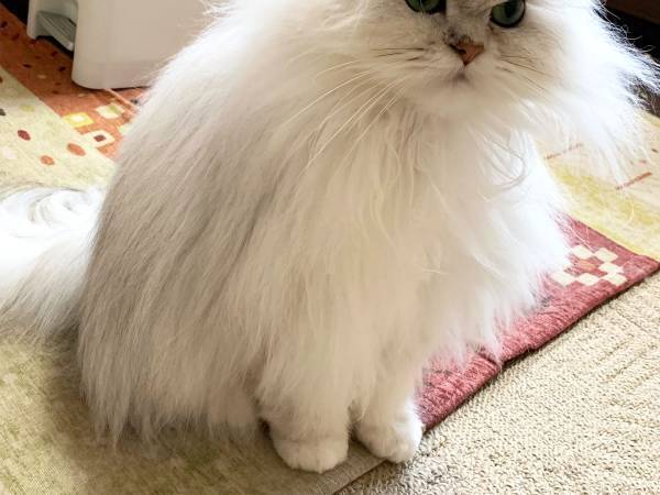 「毛づくろいで綺麗になったつもりの猫です」　その姿に笑ってしまう人が続出！