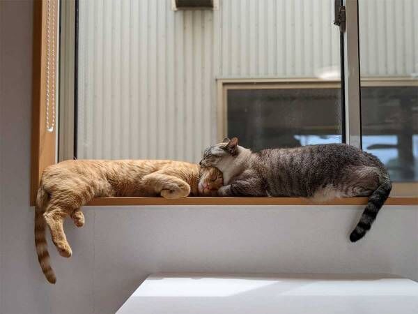 ２匹の猫が寝ている姿を撮った写真、一瞬ゾッとする理由とは？