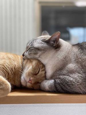 ２匹の猫が寝ている姿を撮った写真、一瞬ゾッとする理由とは？