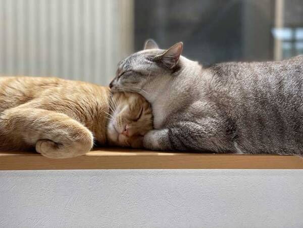２匹の猫が寝ている姿を撮った写真、一瞬ゾッとする理由とは？