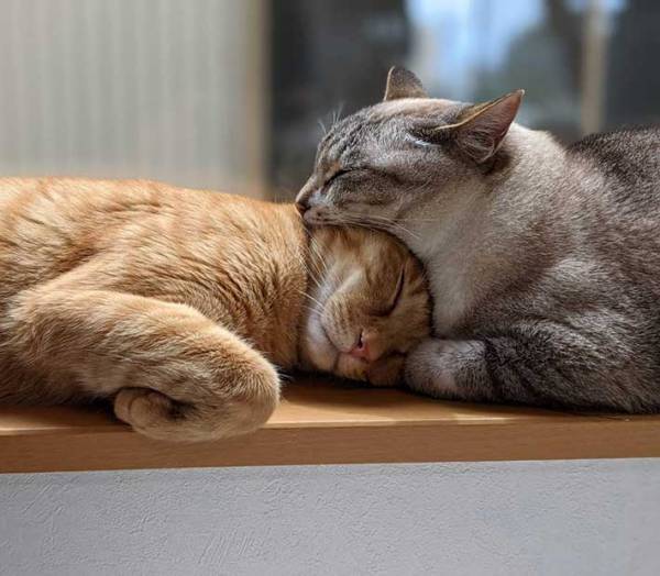２匹の猫が寝ている姿を撮った写真、一瞬ゾッとする理由とは？