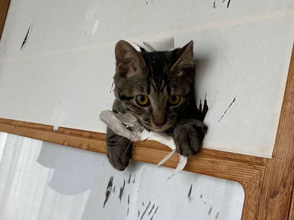 事故で骨折していた子猫　数か月後の姿に、全国の猫飼いが半泣きになった理由は…