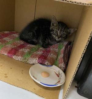 事故で骨折していた子猫　数か月後の姿に、全国の猫飼いが半泣きになった理由は…