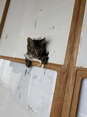 事故で骨折していた子猫　数か月後の姿に、全国の猫飼いが半泣きになった理由は…