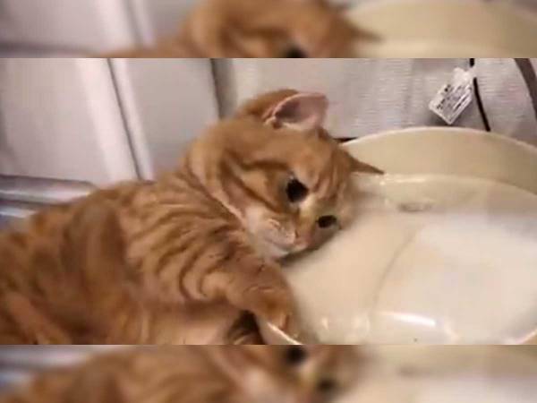 「笑った」「こんな使い方があったとは」　給水器を見た猫が…？