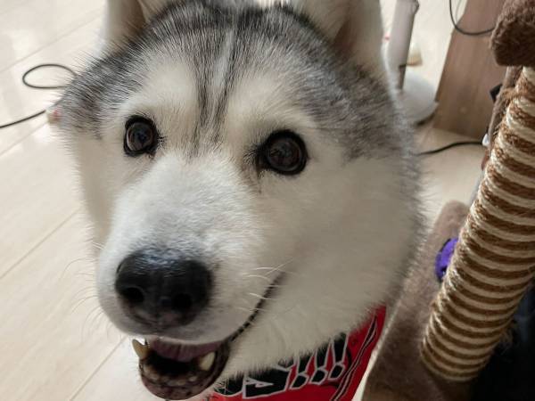 ニコニコ顔のハスキーが、目的地に到着すると？　変化に「面白すぎる」「最高の反応」