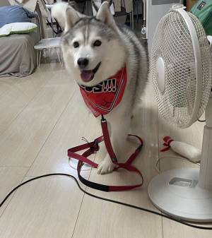 ニコニコ顔のハスキーが、目的地に到着すると？　変化に「面白すぎる」「最高の反応」