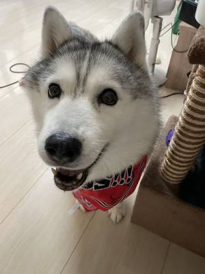 ニコニコ顔のハスキーが、目的地に到着すると？　変化に「面白すぎる」「最高の反応」