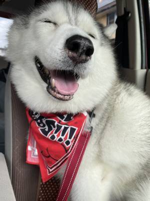 ニコニコ顔のハスキーが、目的地に到着すると？　変化に「面白すぎる」「最高の反応」