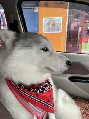 ニコニコ顔のハスキーが、目的地に到着すると？　変化に「面白すぎる」「最高の反応」