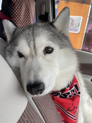ニコニコ顔のハスキーが、目的地に到着すると？　変化に「面白すぎる」「最高の反応」