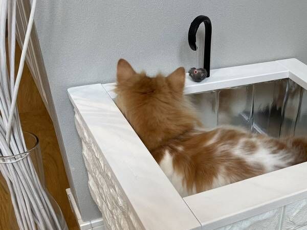 シンクを占拠してくつろぐ猫 飼い主がどかさない理由とは 21年9月6日 ウーマンエキサイト 1 2