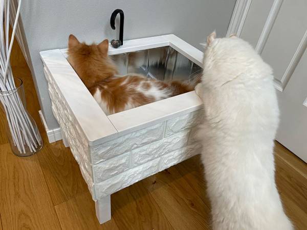 シンクを占拠してくつろぐ猫！　飼い主がどかさない理由とは？