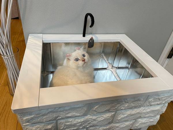 シンクを占拠してくつろぐ猫！　飼い主がどかさない理由とは？