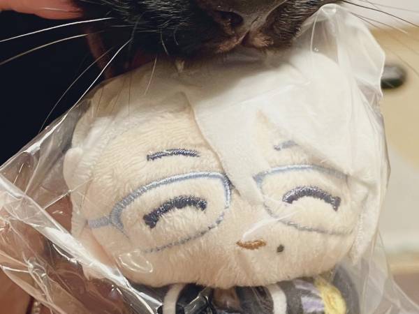 『ぬい活』がしたい飼い主が？　あきらめた理由に「顔が本気すぎる」「慈悲などない」