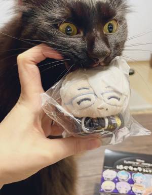 『ぬい活』がしたい飼い主が？　あきらめた理由に「顔が本気すぎる」「慈悲などない」